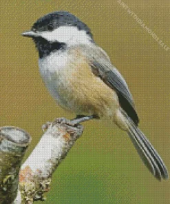 Cute Parus Bird Diamond Painting