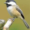 Cute Parus Bird Diamond Painting