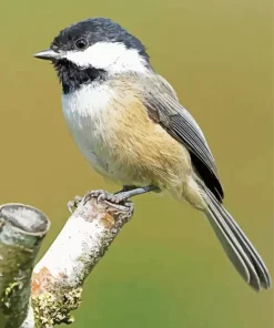 Cute Parus Bird Diamond Painting