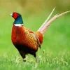 Cute Pheasant Diamond Painting