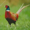 Cute Pheasant Diamond Painting