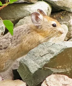 Cute Pika Diamond Painting