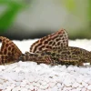 Cute Pleco Fish Diamond Painting