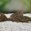 Cute Pleco Fish Diamond Painting