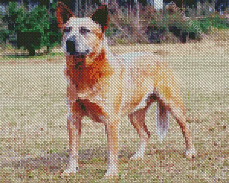 cute Red Heeler Diamond Dotz Cute Red Heeler Diamond Painting