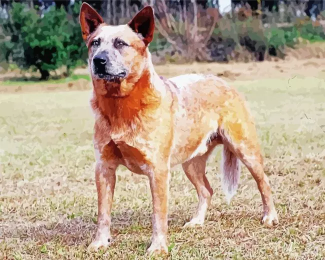 cute Red Heeler Diamond Paintings Cute Red Heeler Diamond Painting