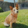 Cute Red Heeler Dog Diamond Painting