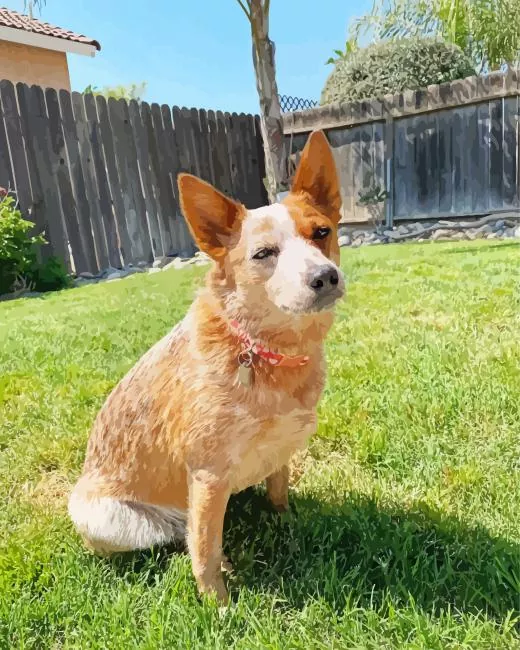 cute Red Heeler dog Diamond Paintings Cute Red Heeler Dog Diamond Painting