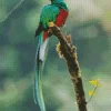 Cute Resplendent Quetzal Diamond Painting