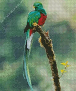 Cute Resplendent Quetzal Diamond Painting