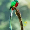 Cute Resplendent Quetzal Diamond Painting