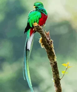 Cute Resplendent Quetzal Diamond Painting