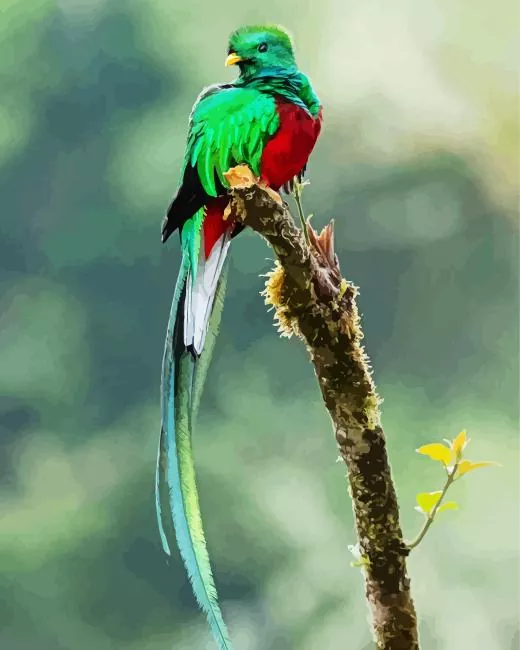 cute Resplendent Quetzal Diamond Paintings Cute Resplendent Quetzal Diamond Painting