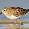 Cute Sandpiper Diamond Painting