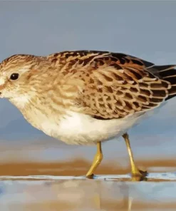 Cute Sandpiper Diamond Painting
