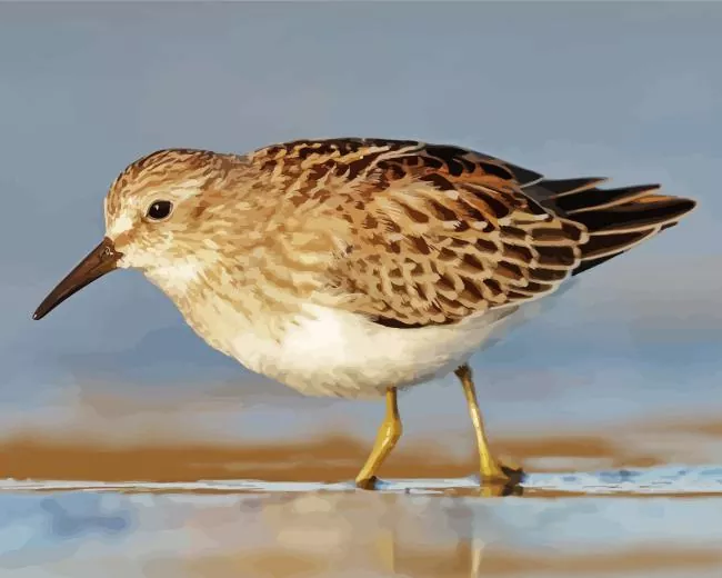 cute Sandpiper Diamond By Numbers Cute Sandpiper Diamond Painting