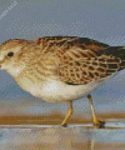 Cute Sandpiper Diamond Painting