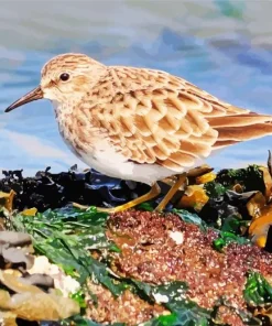 Cute Sandpiper Bird Diamond Painting
