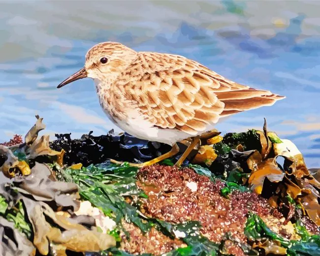 cute Sandpiper bird Diamond By Numbers