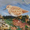 Cute Sandpiper Bird Diamond Painting
