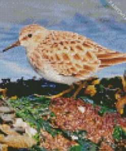 Cute Sandpiper Bird Diamond Painting