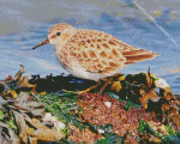 cute Sandpiper bird Diamond Dotz Cute Sandpiper Bird Diamond Painting
