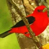 Cute Scarlet Tanager Diamond Painting