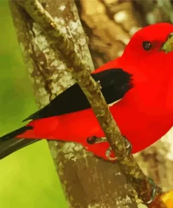 Cute Scarlet Tanager Diamond Painting
