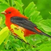 Cute Scarlet Tanager Bird Diamond Painting