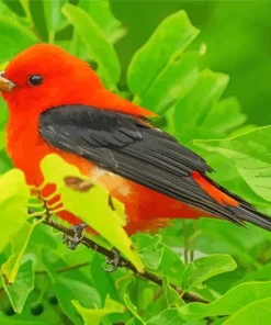 Cute Scarlet Tanager Bird Diamond Painting