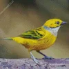 Cute Silver Throated Tanager Diamond Painting