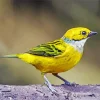 Cute Silver Throated Tanager Diamond Painting