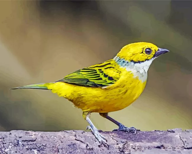 cute Silver Throated Tanager Diamond Paintings Cute Silver Throated Tanager Diamond Painting