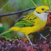 Cute Silver throated Tanager Bird Diamond Painting
