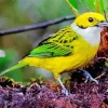 Cute Silver throated Tanager Bird Diamond Painting