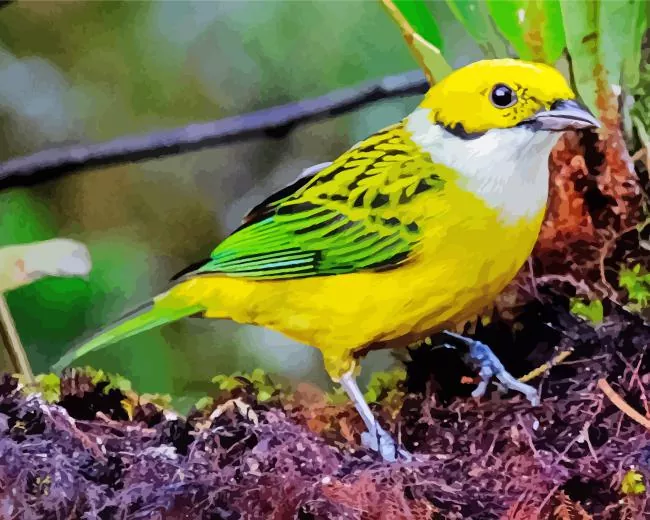 cute Silver throated Tanager bird Diamond Paintings Cute Silver throated Tanager Bird Diamond Painting