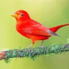 Cute Summer Tanager Diamond Painting