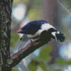 Cute Tufted Jay Diamond Painting