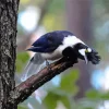 Cute Tufted Jay Diamond Painting