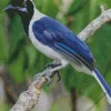 Cute Tufted Jay Bird Diamond Painting