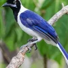 Cute Tufted Jay Bird Diamond Painting