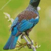 Cute Tui Bird Diamond Painting