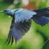 Cute Tui Bird Flying Diamond Painting