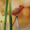 Cute Vermilion Flycatcher Diamond Painting