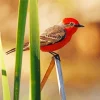 Cute Vermilion Flycatcher Diamond Painting