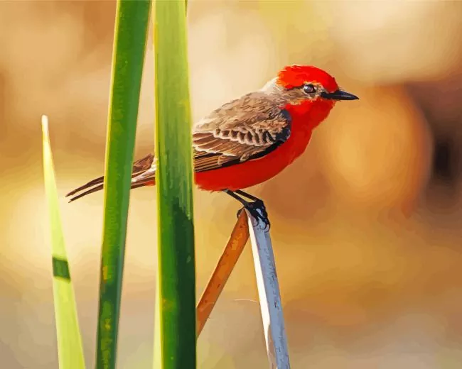 cute Vermilion Flycatcher Diamond Paints Cute Vermilion Flycatcher Diamond Painting