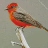 Cute Vermilion Flycatcher Bird Diamond Painting