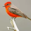 Cute Vermilion Flycatcher Bird Diamond Painting