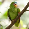 Cute White Fronted Amazon Diamond Painting