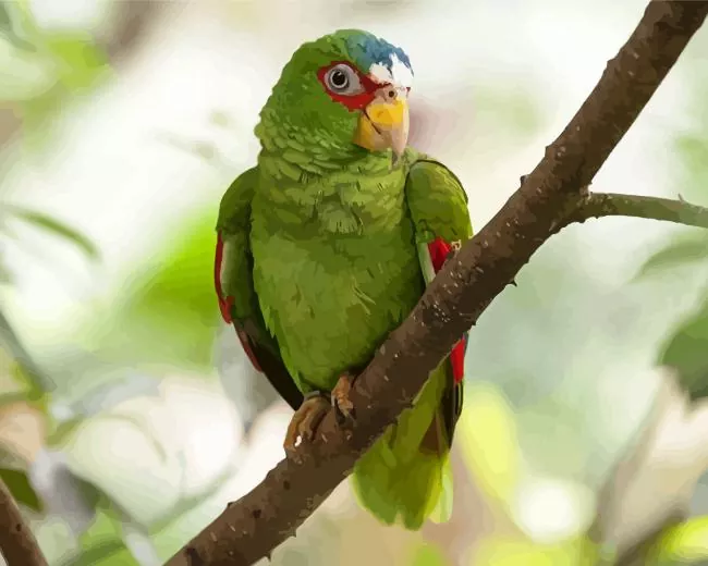 cute White Fronted Amazon Diamond By Numbers Cute White Fronted Amazon Diamond Painting